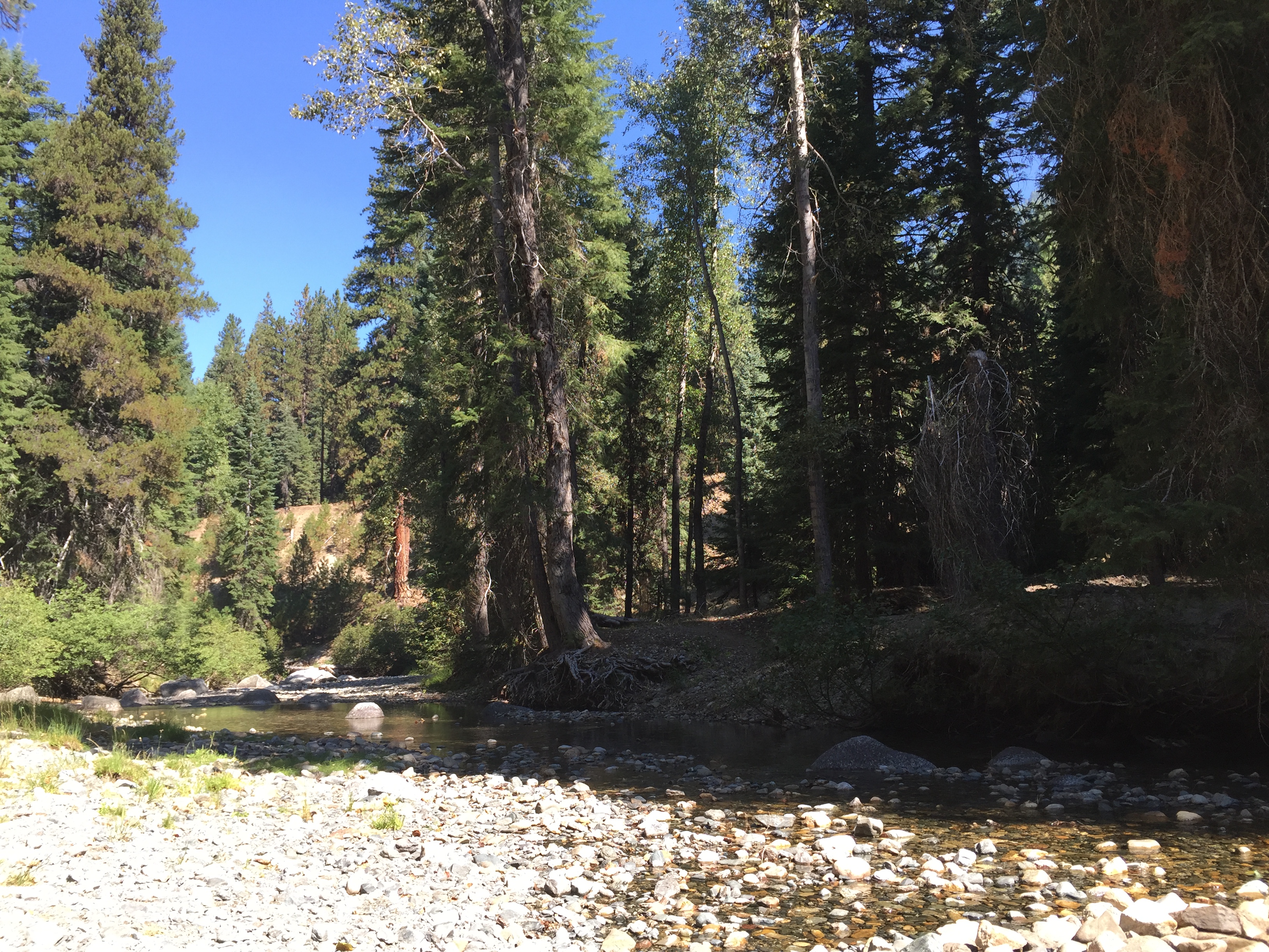 south-fork-salmon-looking-downriver